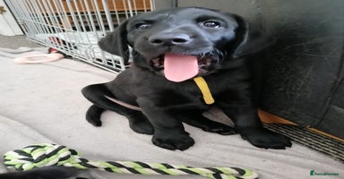 Labrador Retriever dogs - Advert 6