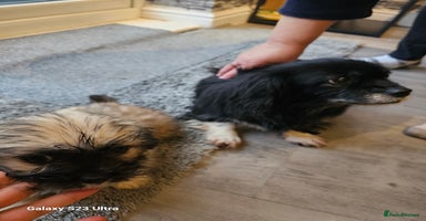 Mixed Breed dogs Beautiful girl ready to go  - Advert 8