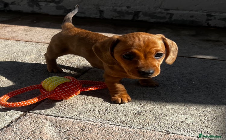 Miniature Dachshund dogs - Advert 4