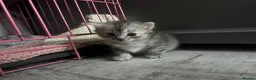 Mixed Breed cats for sale: Snow tabby x ragdoll kittens for sale - Advert 9