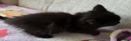 Mixed Breed cats for sale: Four adorable kittens - Advert 17