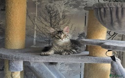 Maine Coon cats for sale: Last male Maine coon kitten READY European lines  - Image 4