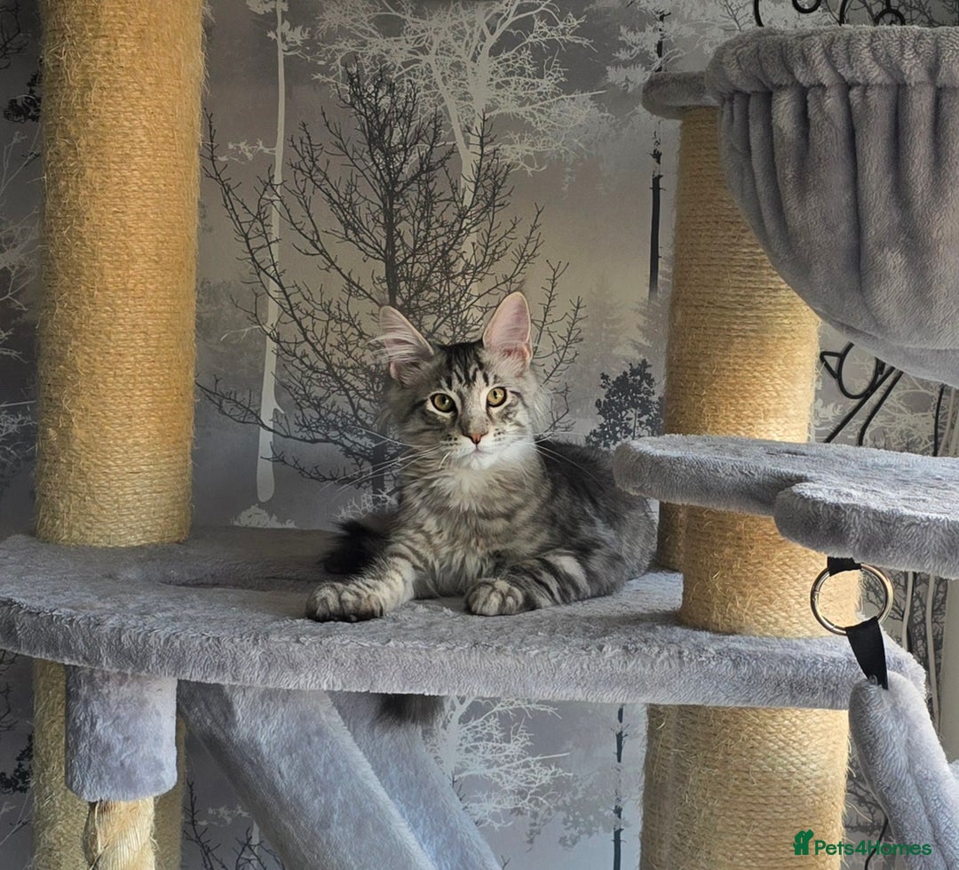 Maine Coon cats for sale: Last male Maine coon kitten READY European lines  - Image 4