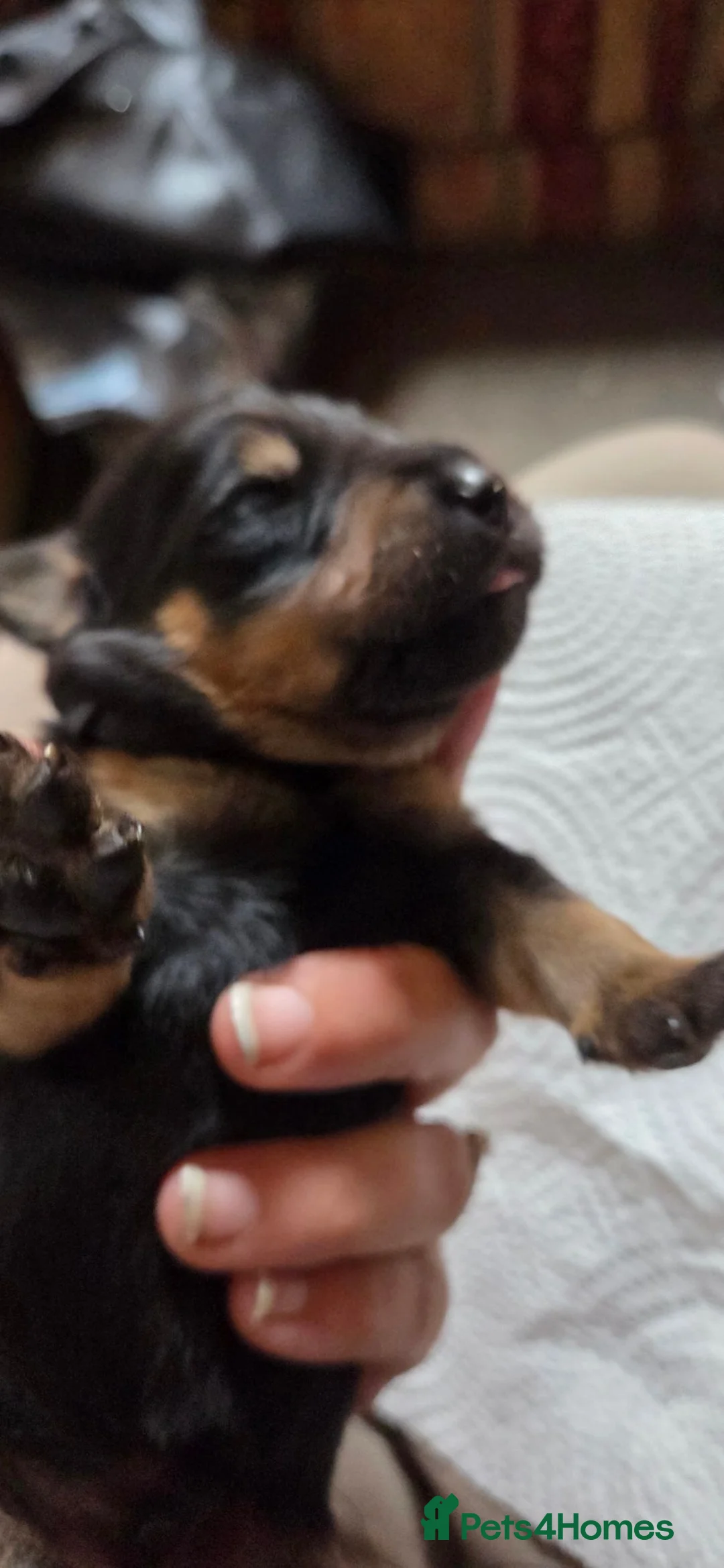 Mixed Breed dogs for sale: Beautiful F1B Rottweiler Puppies in York - Advert 23