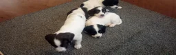 English Springer Spaniel dogs for sale: English springer spaniel pups  - Advert 23