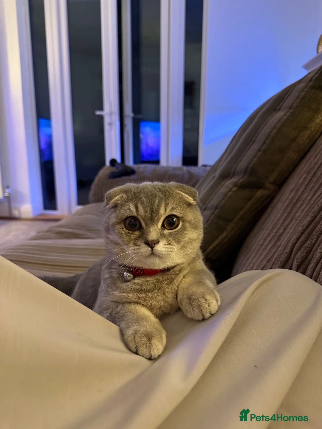Mixed Breed cats for sale: Scottish fold kittens  - Advert 1