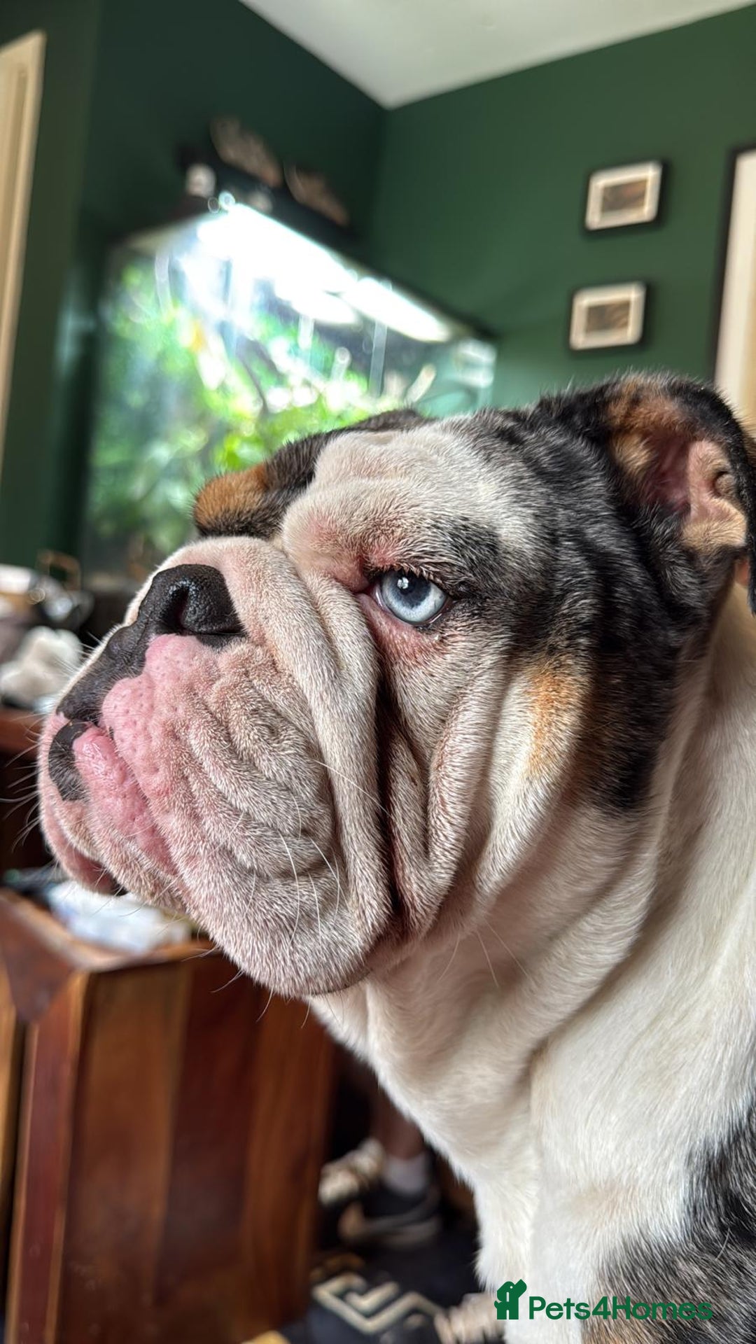 English Bulldog dogs for sale: English bulldog Merle female Babi, 2.5yrs - Advert 4