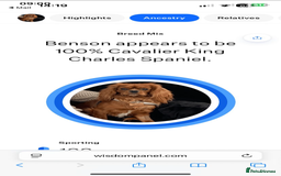 Cavalier King Charles Spaniel dogs for sale: 1 BOY LEFT**** Cavalier King Charles puppies - Image 20