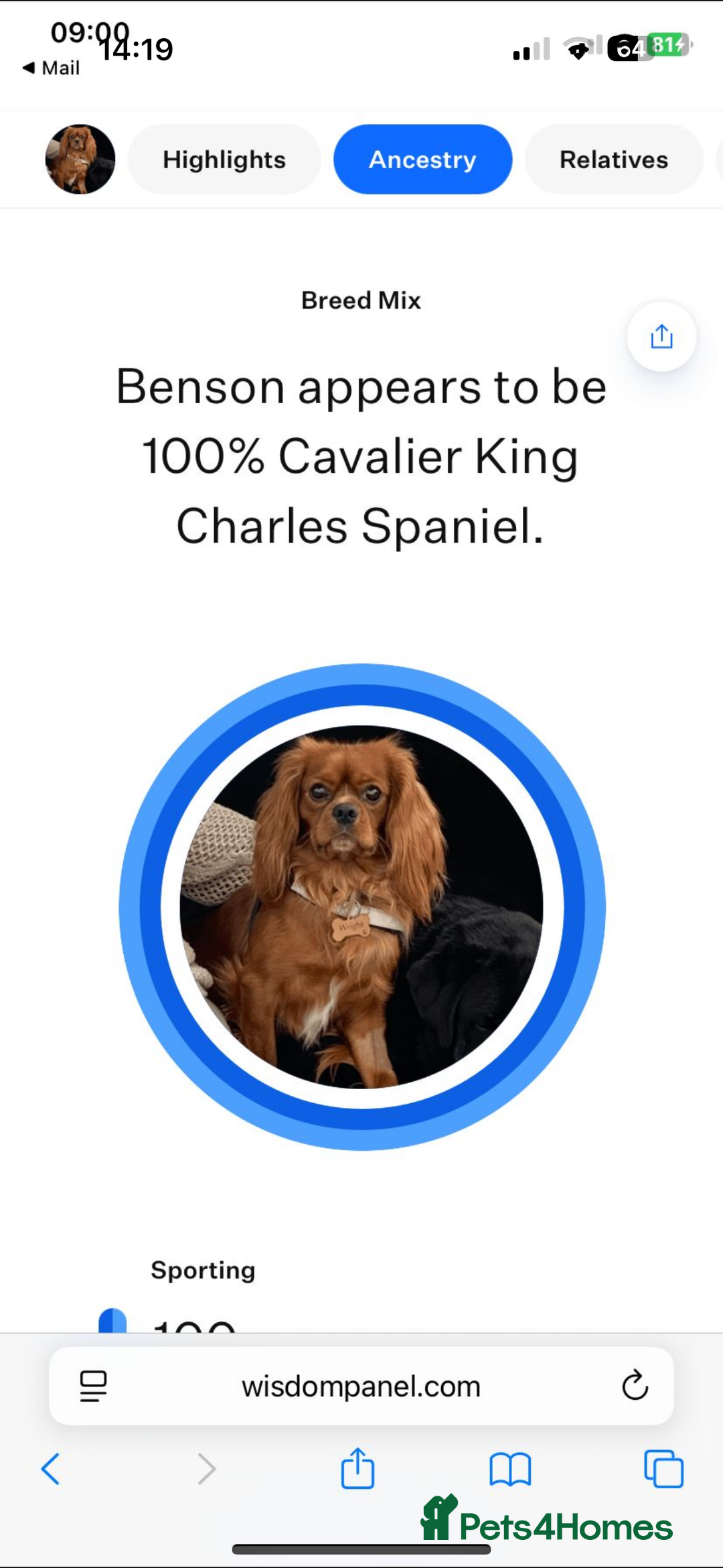 Cavalier King Charles Spaniel dogs for sale: 1 BOY LEFT**** Cavalier King Charles puppies - Image 20