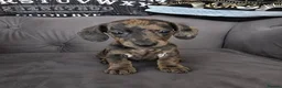 Miniature Dachshund dogs for sale: Dapple miniature dachshunds  - Advert 4