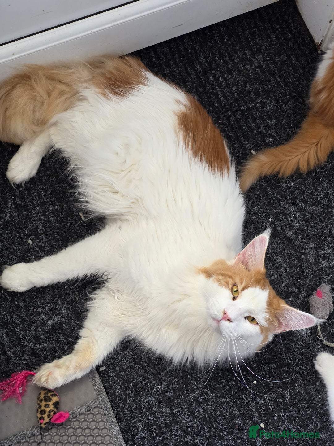 Gallery Image {{count}}