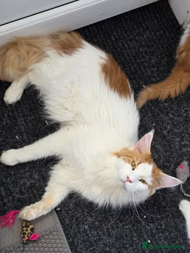 Gallery Image {{count}}