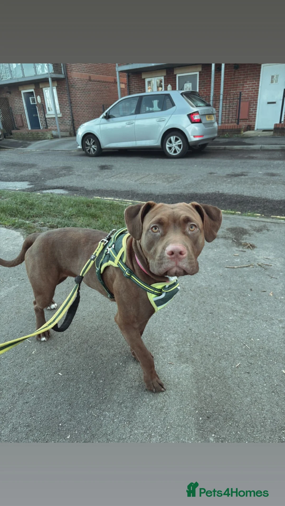 Mixed Breed dogs for sale: Luna staffylab - Advert 3