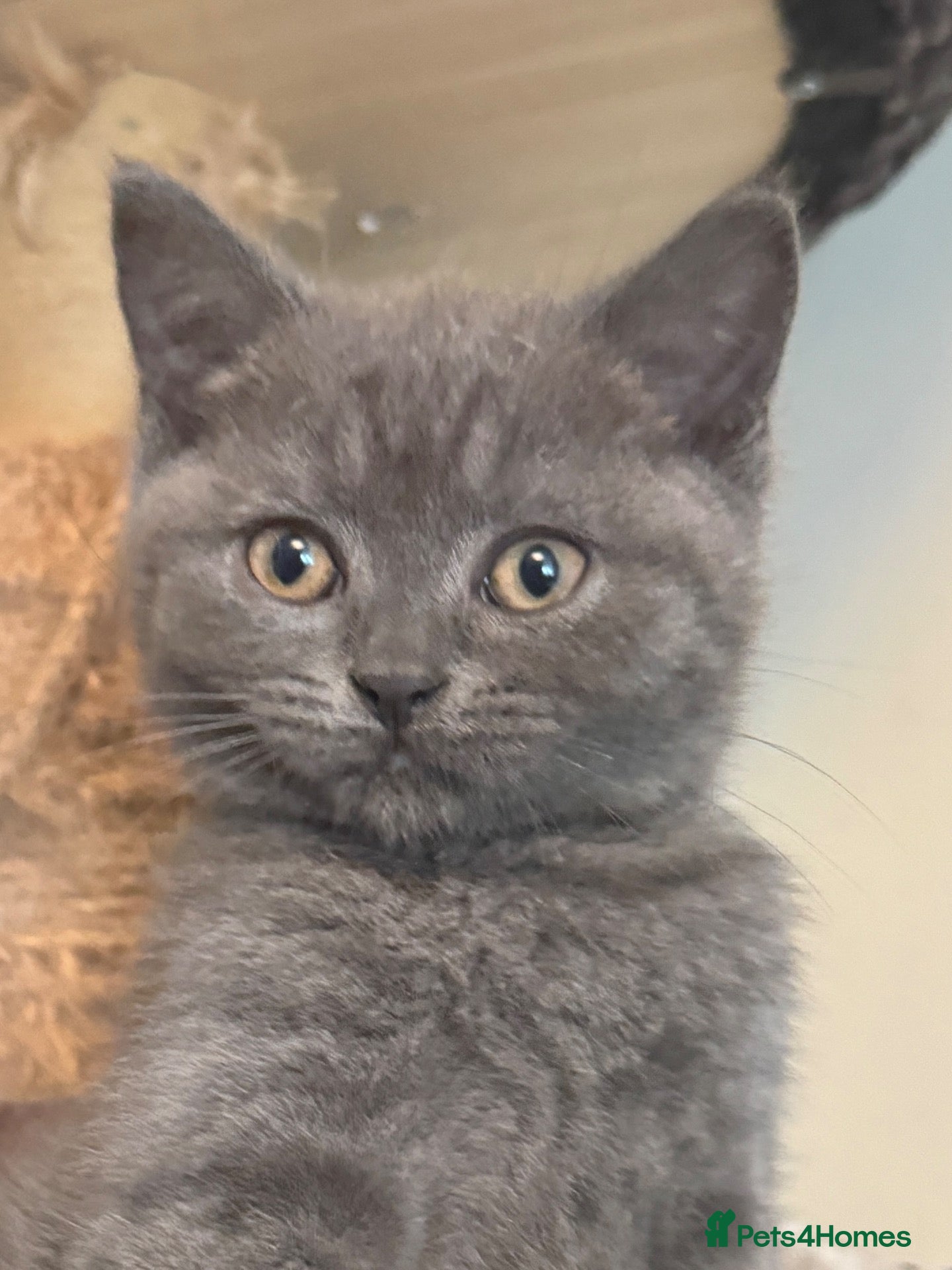 British Shorthair cats British Shorthair Pedigree Kittens, 11 wks old - Advert 2