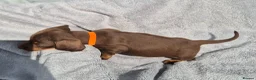 Miniature Dachshund dogs for sale: Gorgeous KC Reg, PRA Clear miniature dachshunds - Advert 19