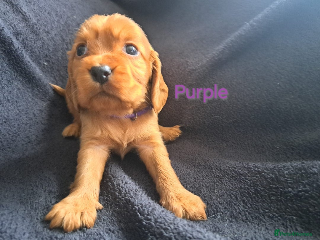 Cocker Spaniel dogs for sale: Cocker spaniel puppies - Image 5