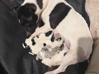 Jack Russell dogs Jack Russell Puppies. - Advert 1