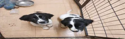 English Springer Spaniel dogs for sale: English Springer Spaniel Puppies - Advert 4