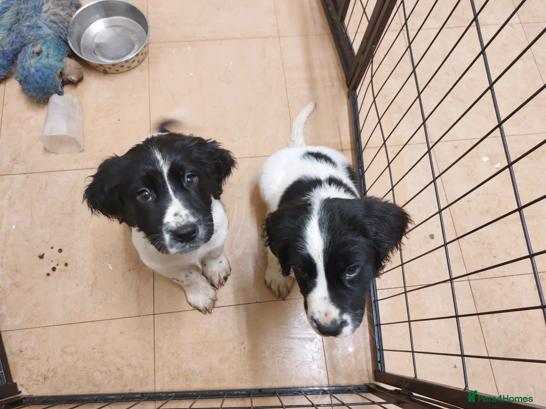 English Springer Spaniel dogs for sale: English Springer Spaniel Puppies - Advert 4