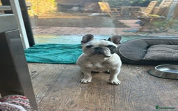 French Bulldog dogs for sale: French Bulldog for FREE - Image 1