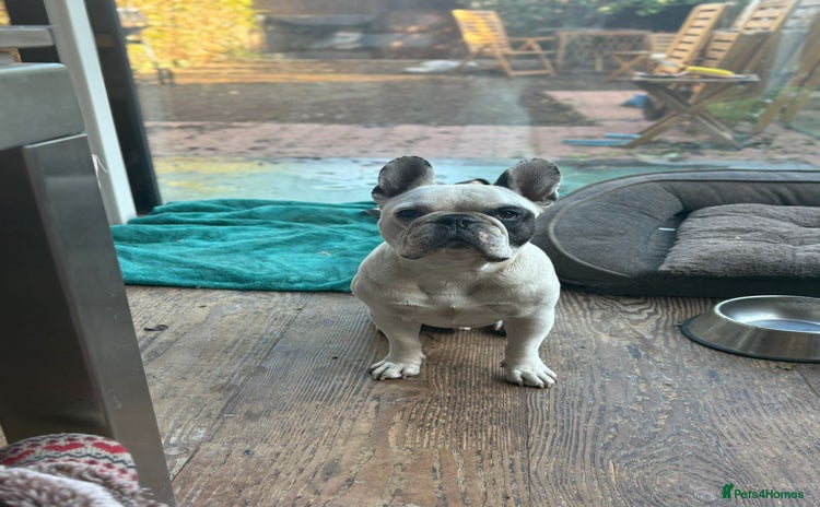 French Bulldog dogs - Advert 12