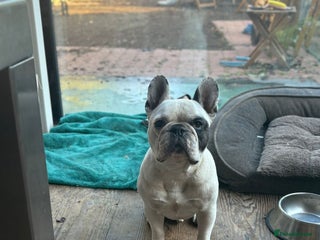 French Bulldog dogs - Advert 6