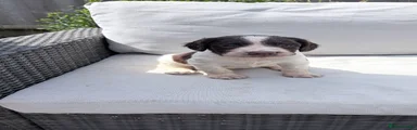 English Springer Spaniel 2