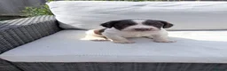English Springer Spaniel dogs for sale: 1 gorgeous boy left- Working Springer Spaniels  - Advert 12