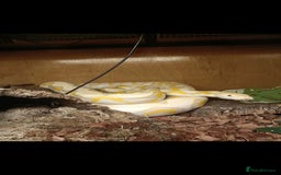 Python Snake reptiles for sale: Dwarf albino lavender python - Image 3