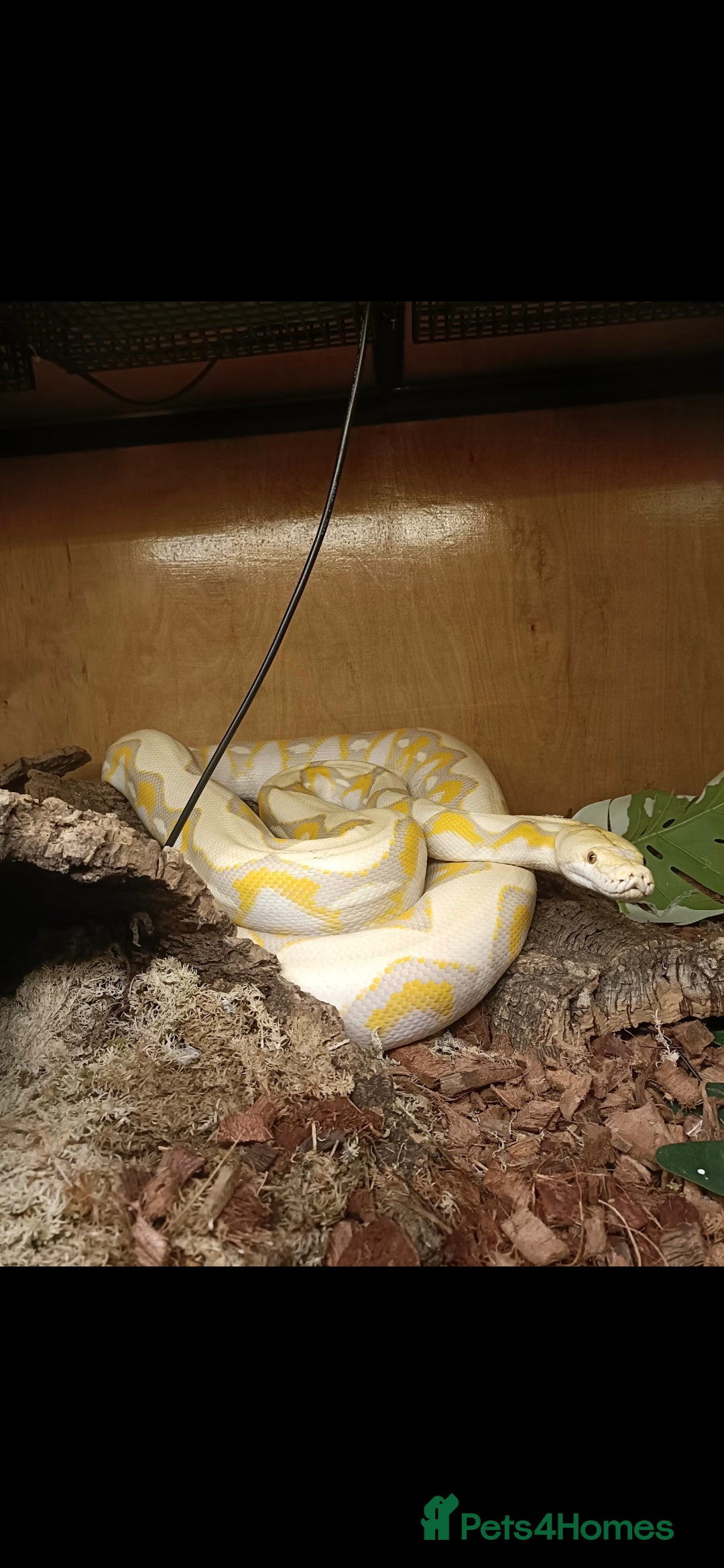 Python Snake reptiles for sale: Dwarf albino lavender python - Image 3