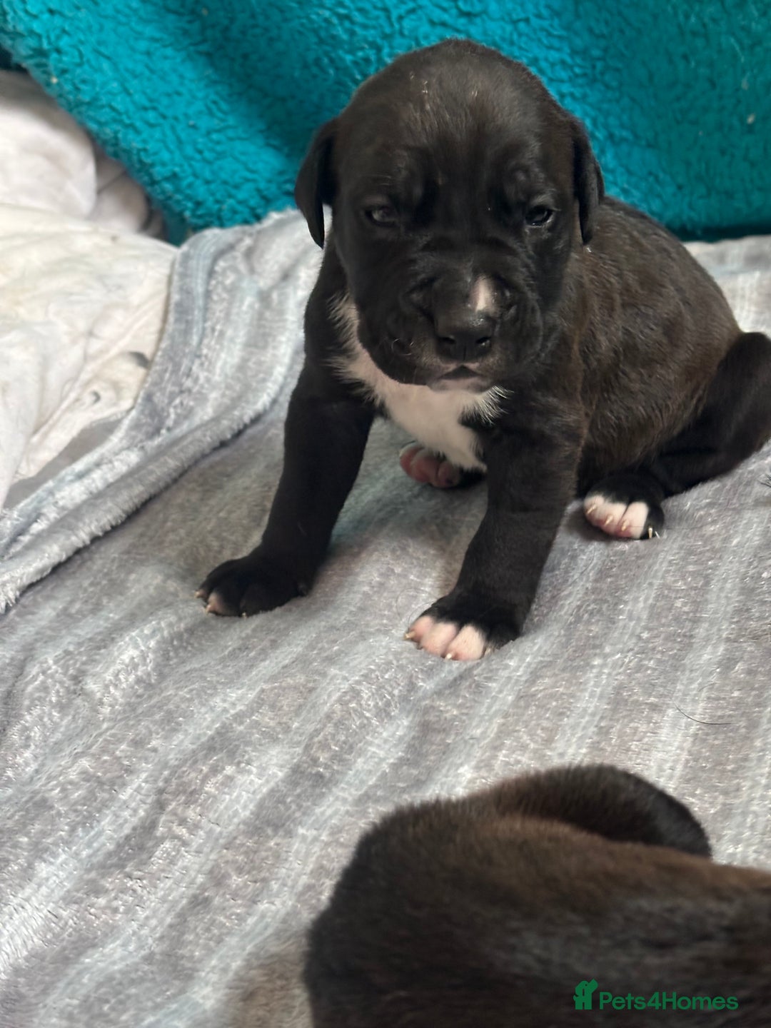 Mixed Breed dogs for sale: Cane corso puppys - Advert 5