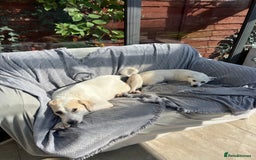 Mixed Breed dogs for adoption:  🧡 Cheeky Becca is Ready for her forever home!  - Image 7
