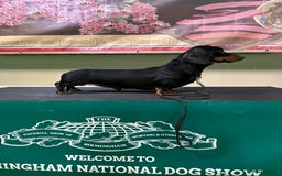 Miniature Dachshund dogs for sale: Black & Tan Crufts Qualified boy for sale  - Image 5