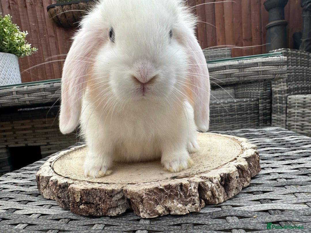 Mini Lop rabbits for sale: Stunning mini lops - Image 3