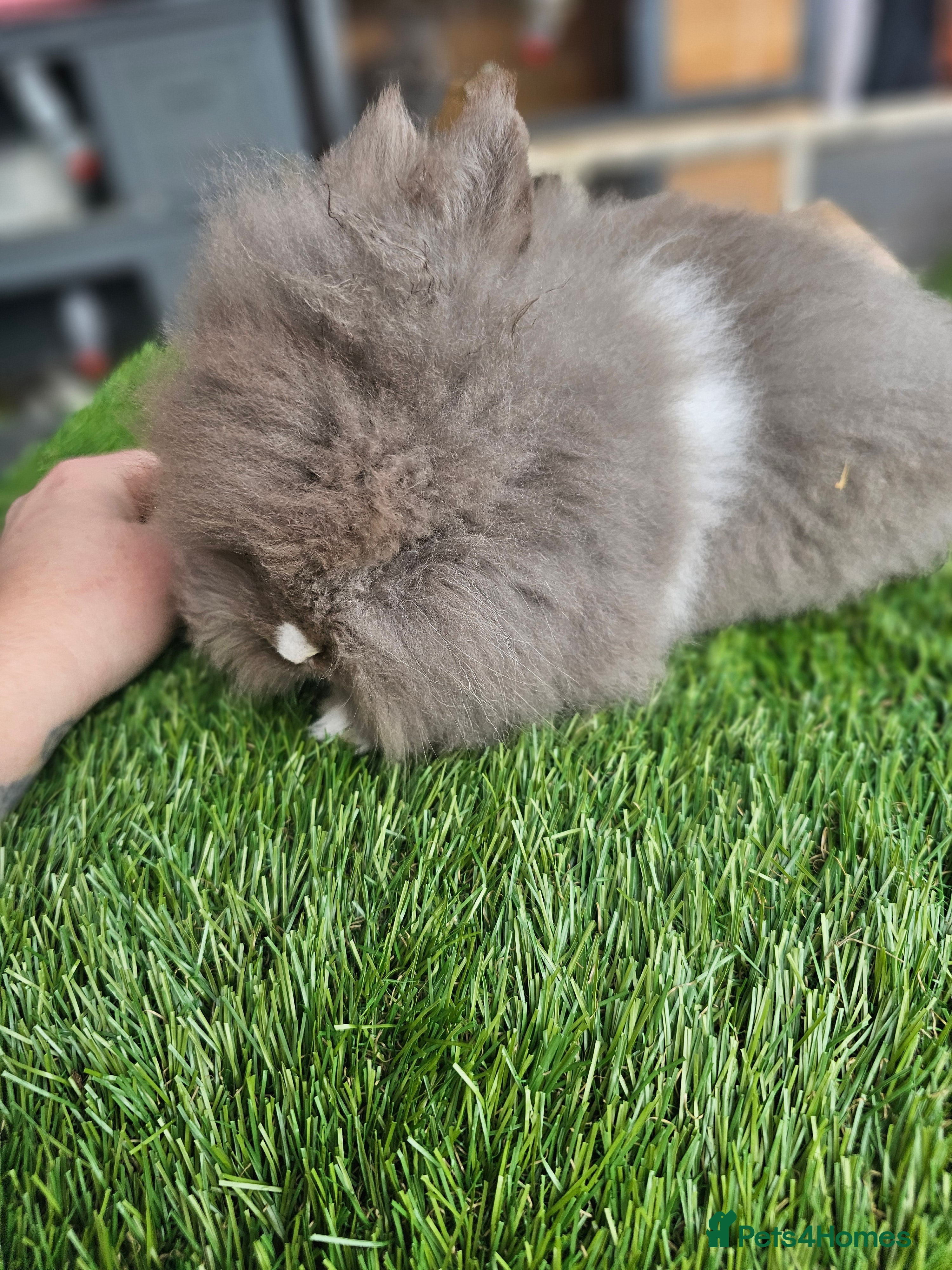 Lionhead rabbits Lionhead x Angora - Advert 3