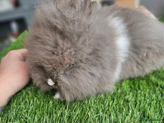 Lionhead rabbits Lionhead x Angora last beautiful boy left - Advert 6