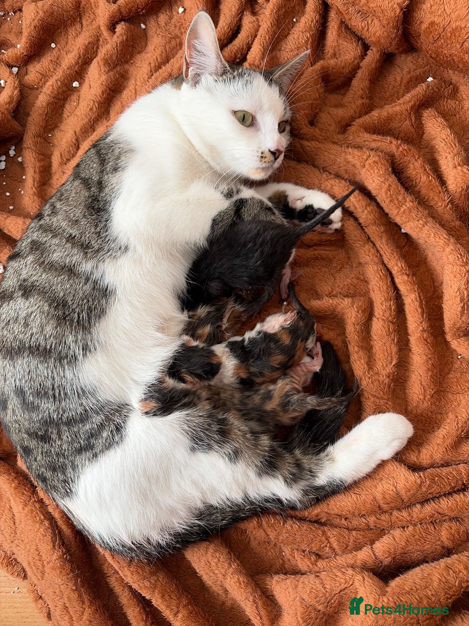 Domestic Shorthair cats 1x female tri coloured kitten - Advert 10