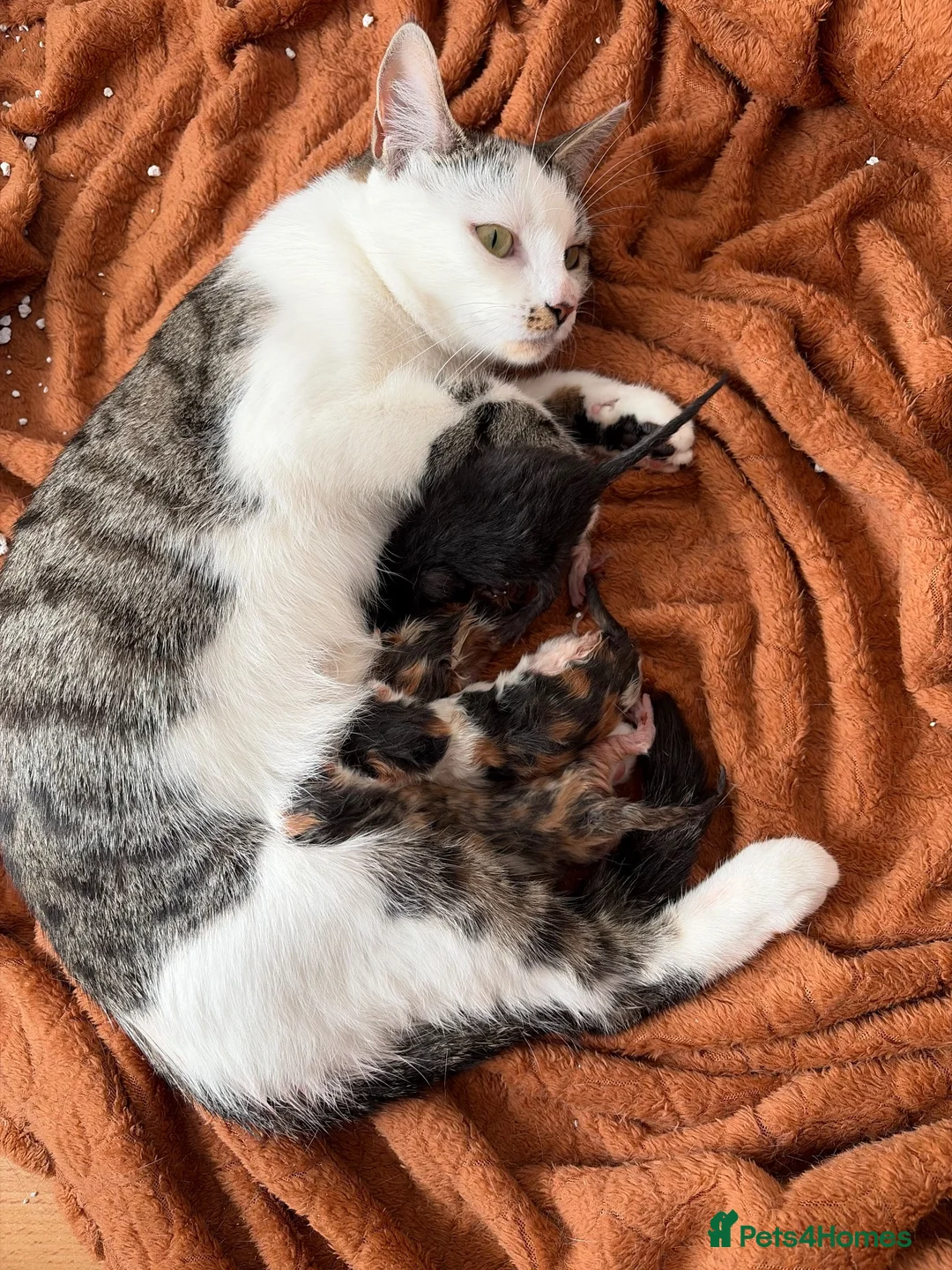 Domestic Shorthair cats for sale: 1x female tri coloured kitten - Advert 1