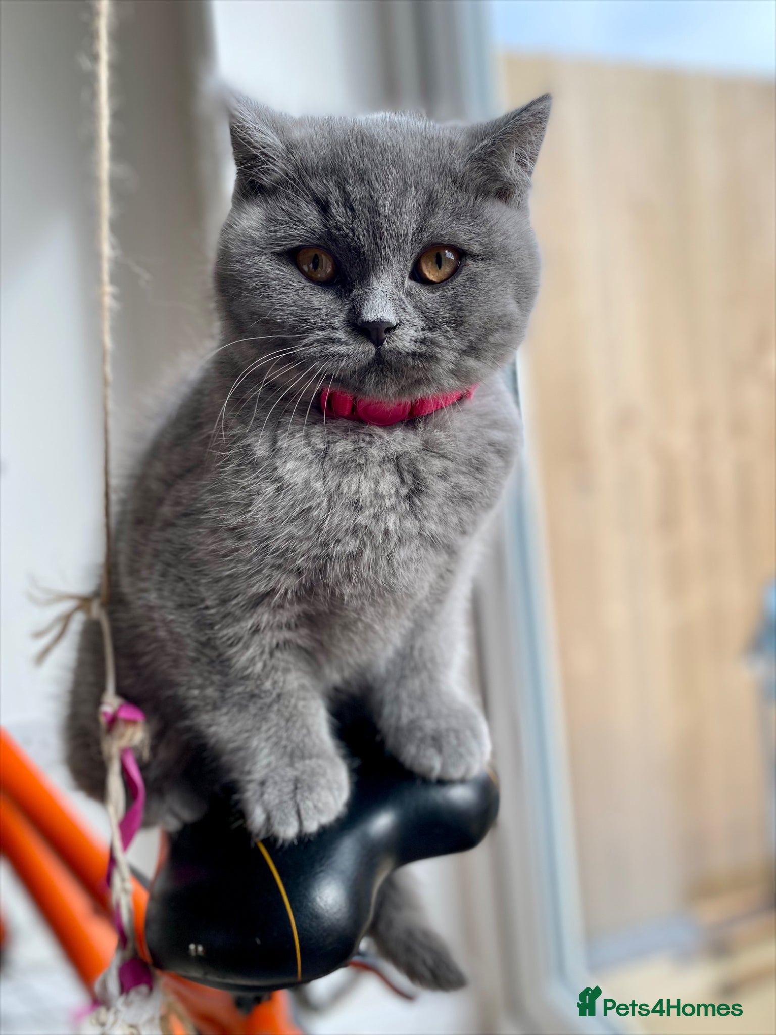 British Shorthair cats Pure Pedigree British Shorthair Kittens for Sale - Advert 14