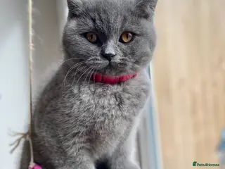 British Shorthair cats Pure Pedigree British Shorthair Kittens for Sale - Advert 7