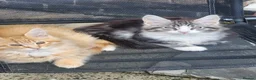 Maine Coon cats for sale: Maine Coons Ready Now!! 4 male 1 female  - Advert 14