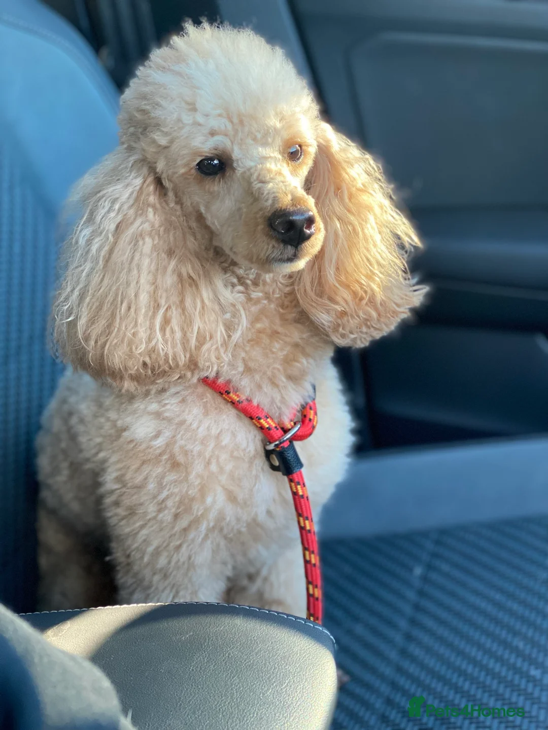 Poochon dogs for stud: KC RED TOY POODLE STUD - Advert 17