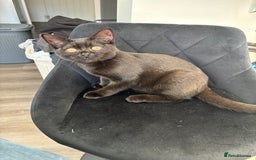 British Shorthair cats for sale: Beautiful Reg affectionate Black British shorthair - Image 8