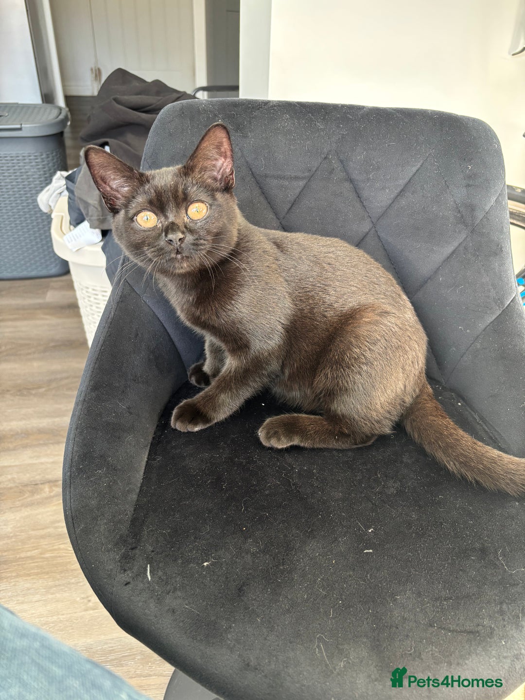 British Shorthair cats for sale: Beautiful Reg affectionate Black British shorthair - Image 8