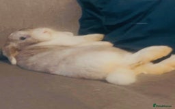 French Lop rabbits for sale: Beautiful white rabbit  - Advert 2