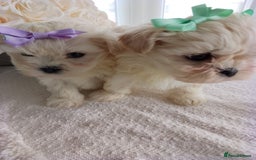 Mixed Breed dogs for sale: Maltese X Lhasa apso  - Image 12