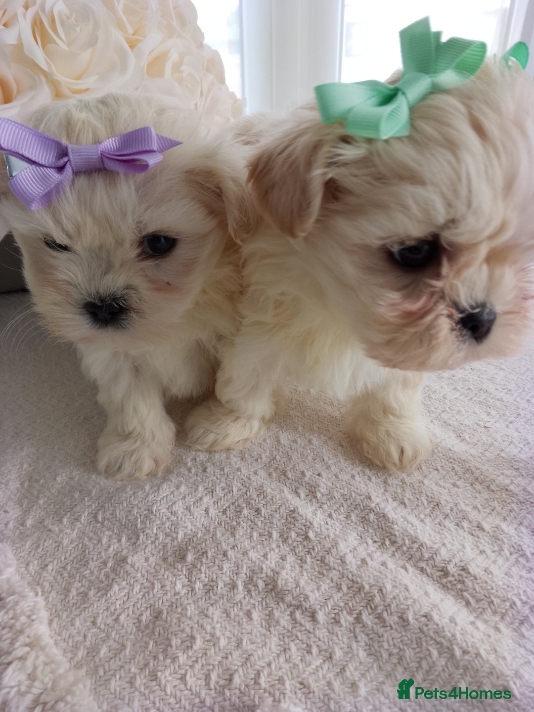 Mixed Breed dogs for sale: Maltese X Lhasa apso  - Image 12