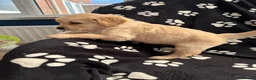 Golden Retriever dogs for sale: Kennel Club Health Tested Golden Retriever Puppies - Advert 16