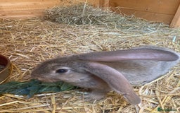 Continental Giant rabbits for sale: Continental Giants - Image 2