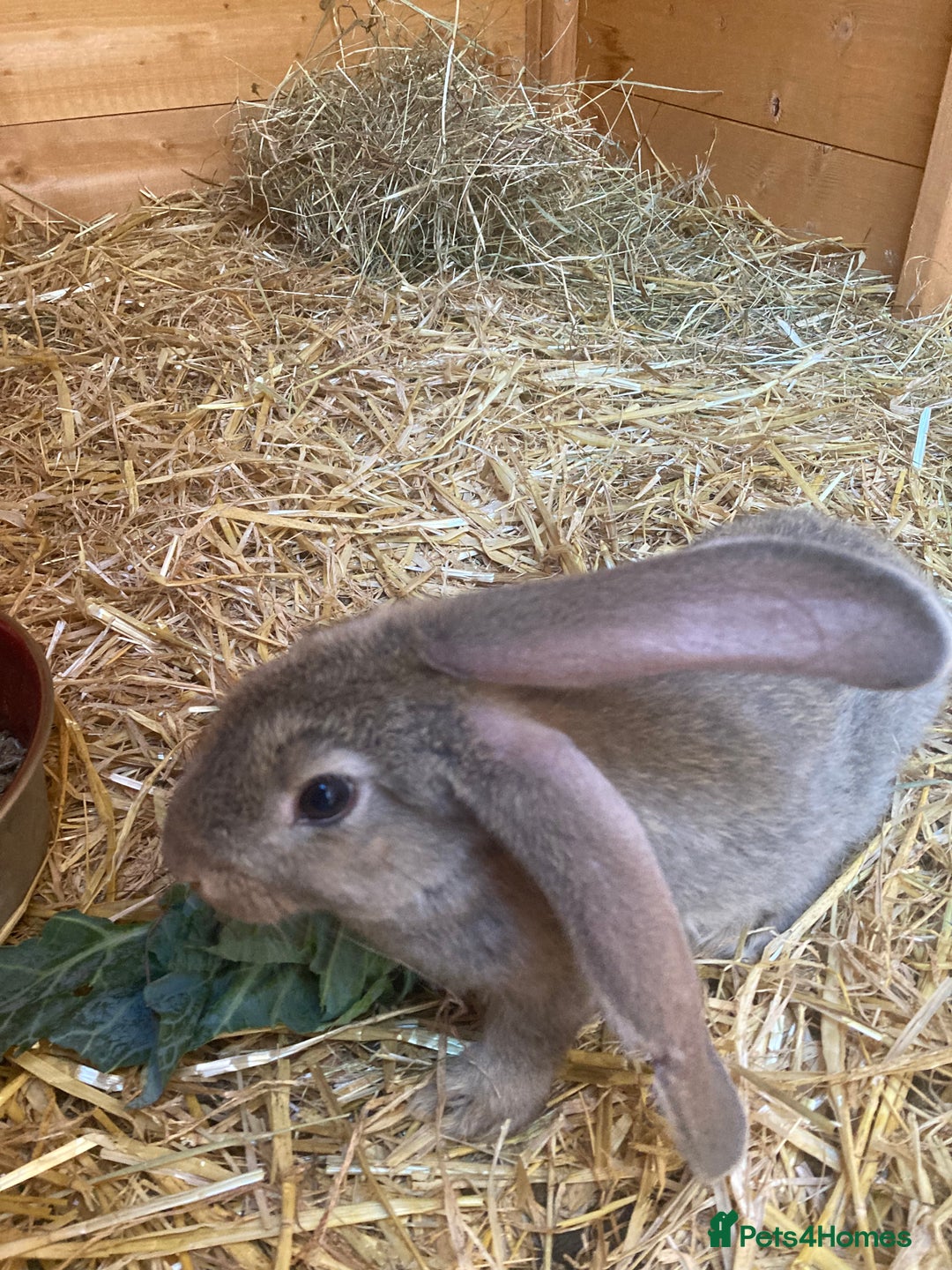 Continental Giant rabbits for sale: Continental Giants - Image 2